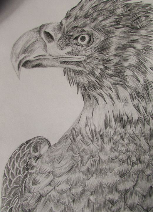 Powerful Eagle Pencil Drawings