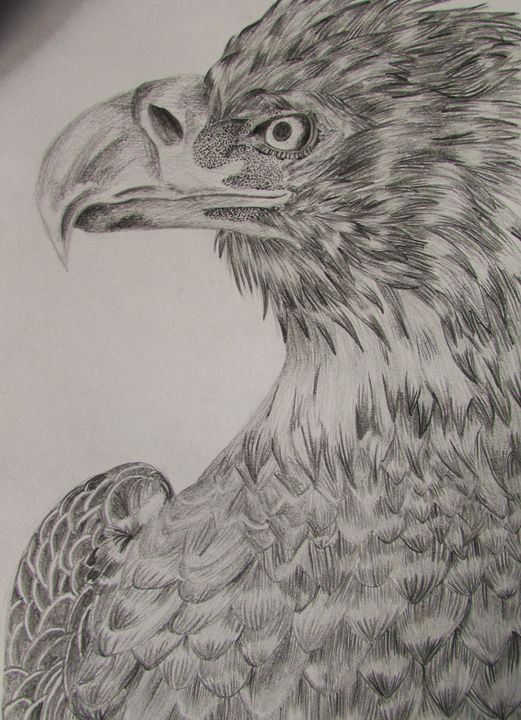 eagle drawings in pencil easy