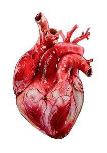 Human heart digital art