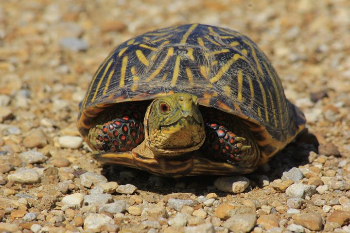 Kansas Male Box Shell Turtle on road - Robert D Brozek - Photography ...