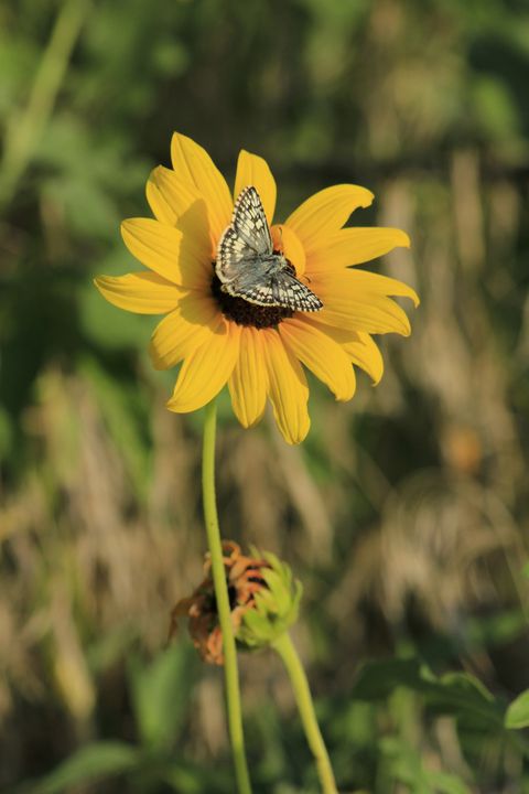 Butterfly on  Wild Sunflower closeup - Robert D Brozek