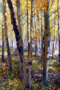Dappled Autumn Forest - Brian Kerls Photography