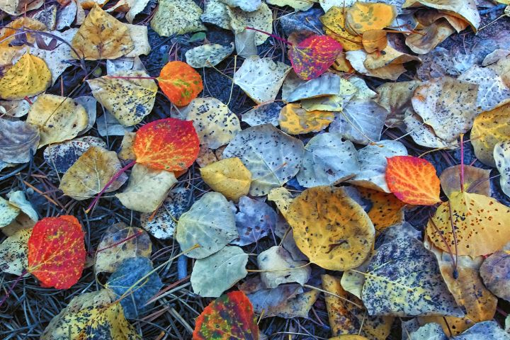 Fallen Leaves - Brian Kerls Photography