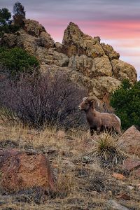 A Majestic Bighorn Sheep at Sunset - Brian Kerls Photography