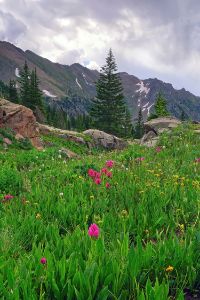 High Alpine Wildflowers - Brian Kerls Photography