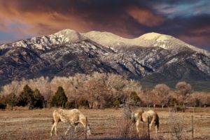 Sunset Horses - Brian Kerls Photography