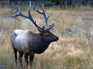 Bull Elk - Brian Kerls Photography
