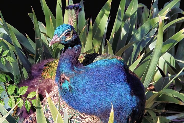 The  Peacock - Brian Kerls Photography