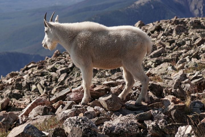 Mountain Goat - Brian Kerls Photography
