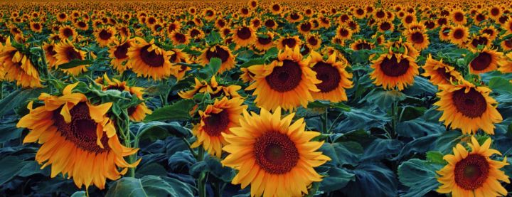 Infinite Sunflowers - Brian Kerls Photography