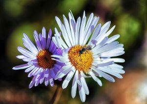 Pollination - Brian Kerls Photography