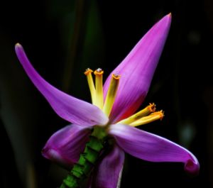 Tropical Flower - Brian Kerls Photography