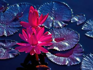 Pink Water Lillies - Brian Kerls Photography