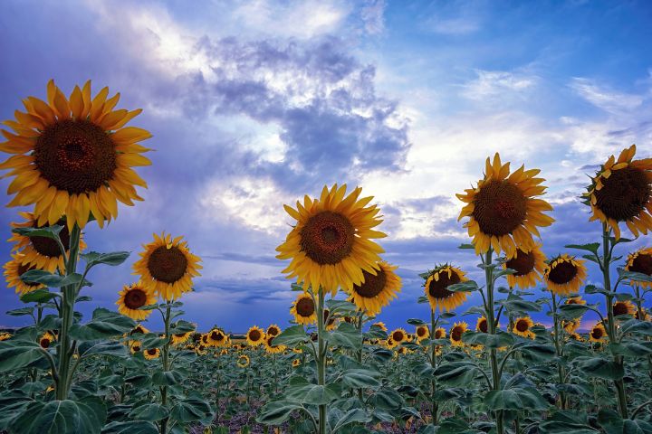 Evening Sunflowers - Brian Kerls Photography