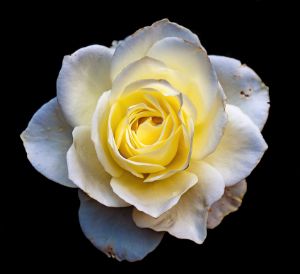 White Rose - Brian Kerls Photography
