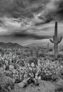 Saguaro Desert Landscape