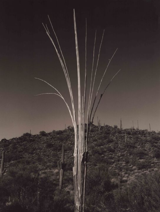 higo tinto canary cactus powder Saguaro Cactus