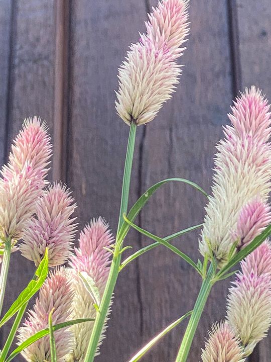 Summer ToolingStockton, Illinois Vickielynne Photography, Flowers