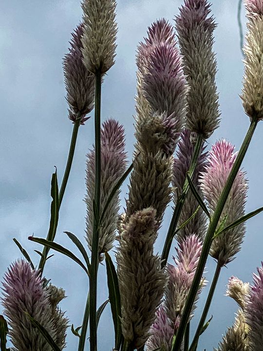 Summer Tooling Stockton, Illinois Vickielynne Photography, Flowers