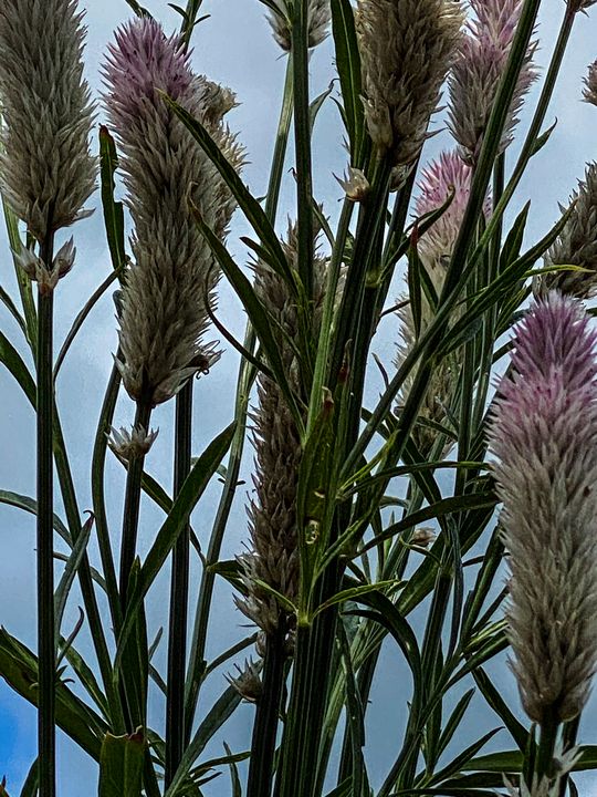 Summer Tooling Stockton, Illinois Vickielynne Photography, Flowers