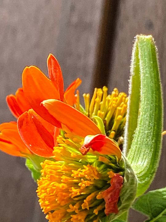 Summer Tooling Stockton, Illinois Vickielynne Photography, Flowers