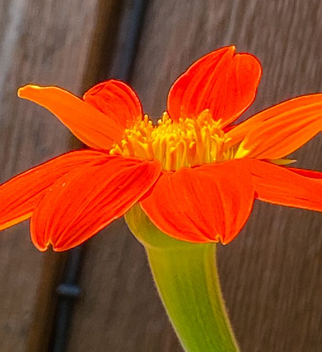 Summer Tooling Stockton, Illinois Vickielynne Photography, Flowers