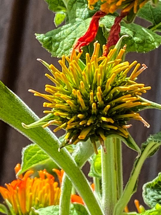 Summer Tooling Stockton, Illinois Vickielynne Photography, Flowers