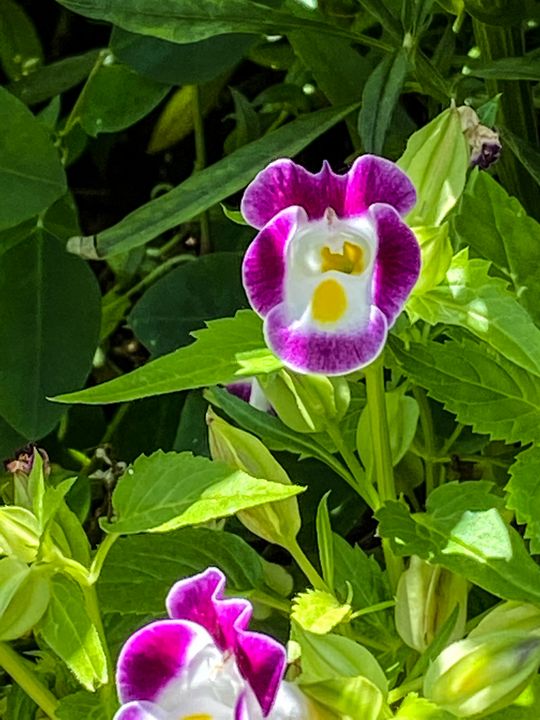 Summer Tooling Stockton, Illinois Vickielynne Photography, Flowers