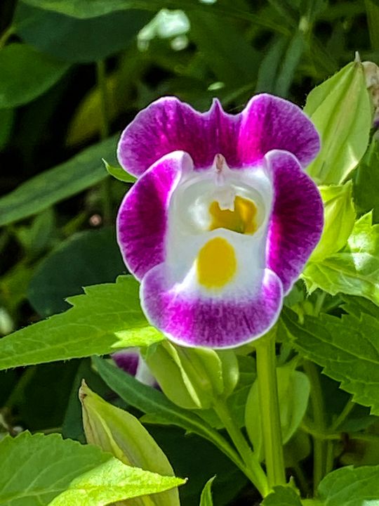 Summer Tooling Stockton, Illinois Vickielynne Photography, Flowers