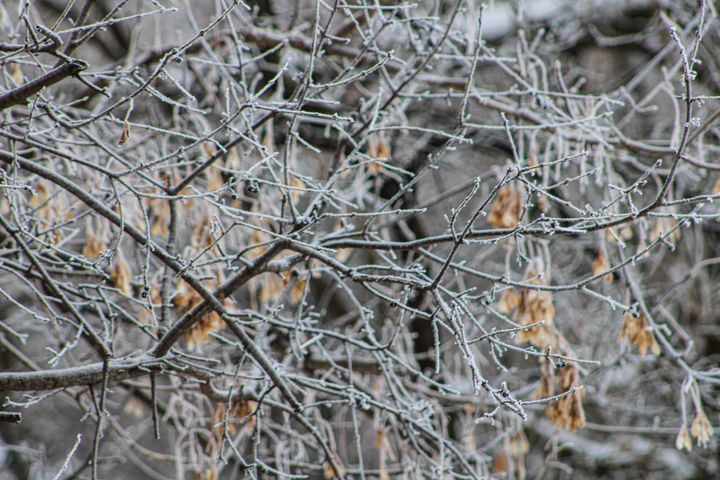 Rime Frost Winter Morning - Vickielynne - Photography, Landscapes ...