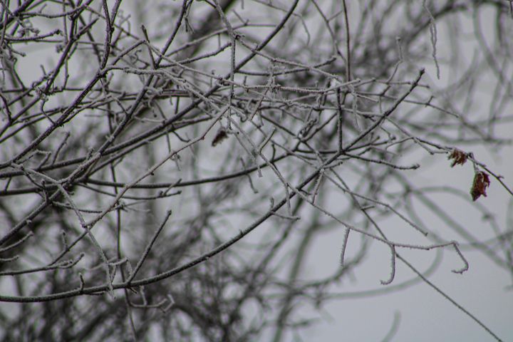 Rime Frost Winter Morning - Vickielynne - Photography, Landscapes ...