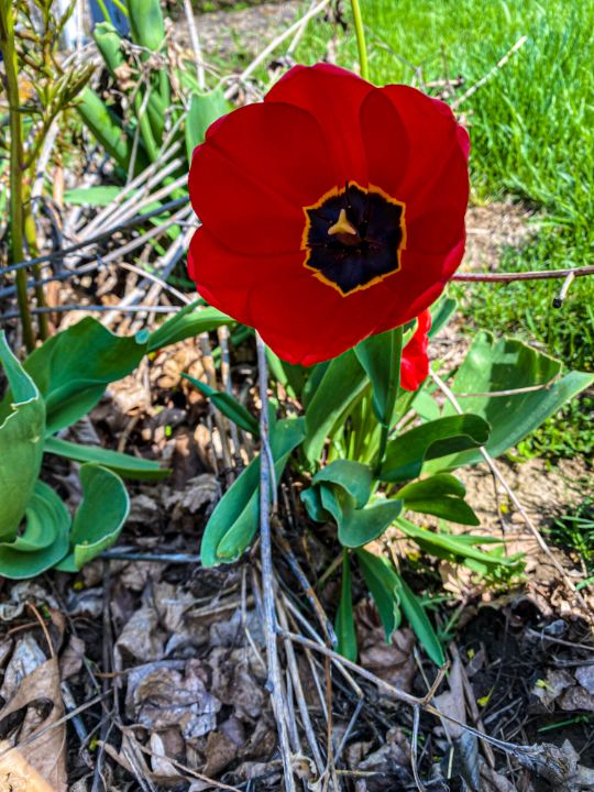 Spring/Summer Flowers In Iowa 2022 - Vickielynne