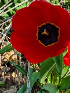 Spring/Summer Flowers In Iowa 2022