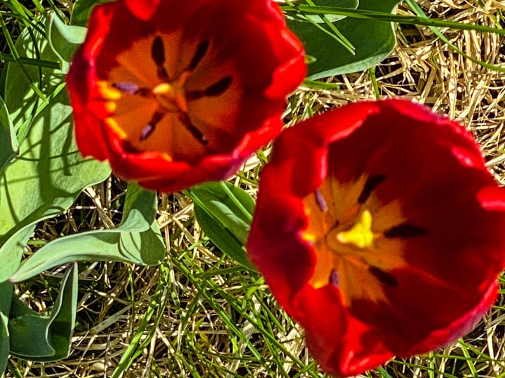 Spring/Summer Flowers in Iowa 2022 - Vickielynne