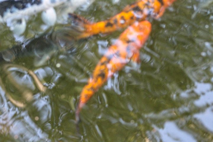 Eagle Point Park Fishpond - Vickielynne - Photography, Landscapes ...