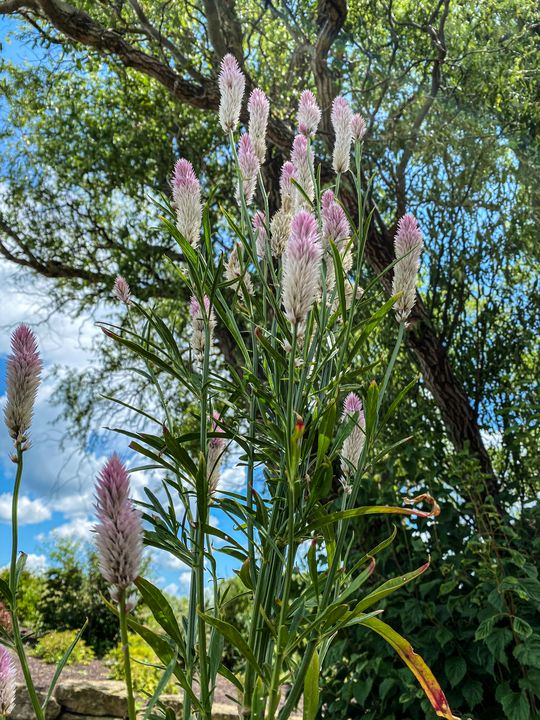 Summer Tooling Stockton, Illinois Vickielynne Photography, Flowers
