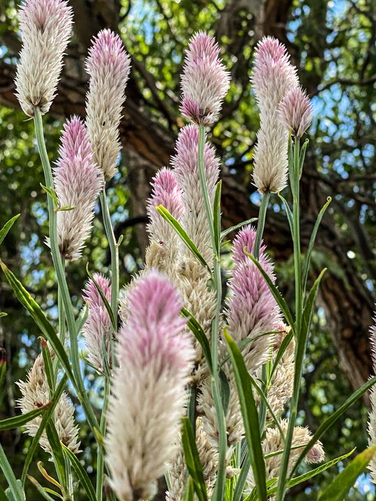 Summer Tooling Stockton, Illinois Vickielynne Photography, Flowers