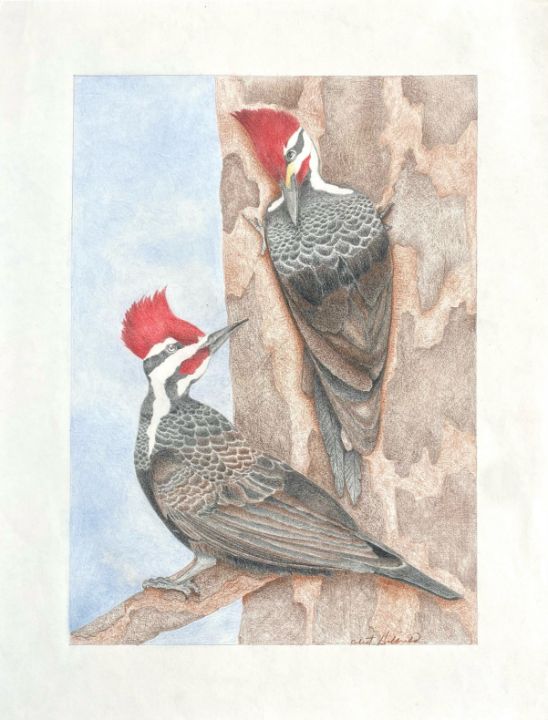 Two Pileated Woodpeckers - Celest - Drawings & Illustration, Animals