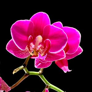 Fluorescent Phalaenopsis