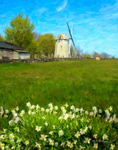 Windmills and Daffodils, Jamestown