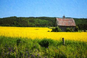 Alone in The Alfalfa, Coast Range OR