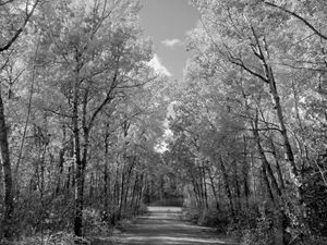 Forest Road Black and White
