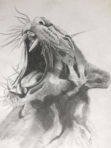 Mountain Lion