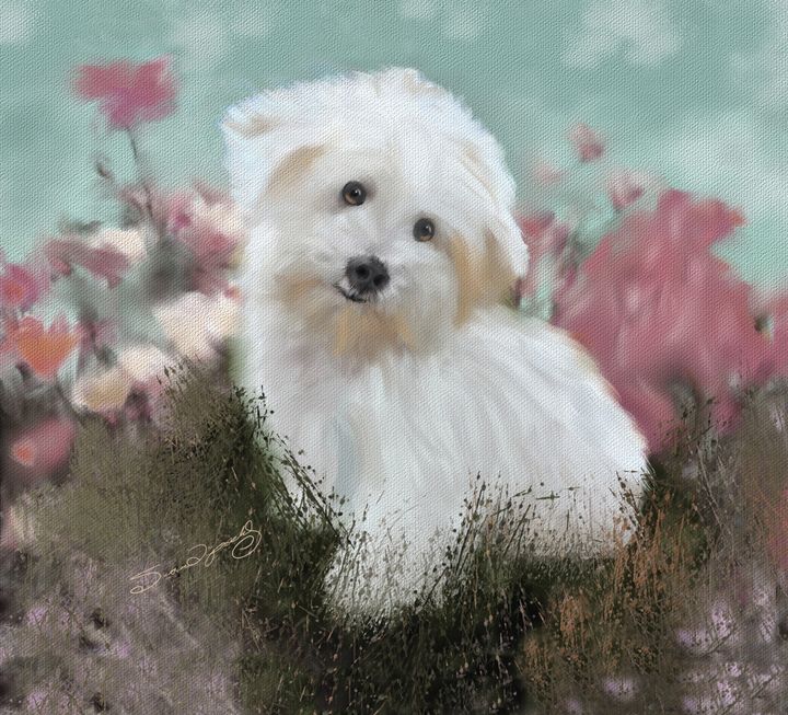 COTON DE TULEAR - SHAYNA PHOTOGRAPHY - Digital Art &amp; AI, Animals 