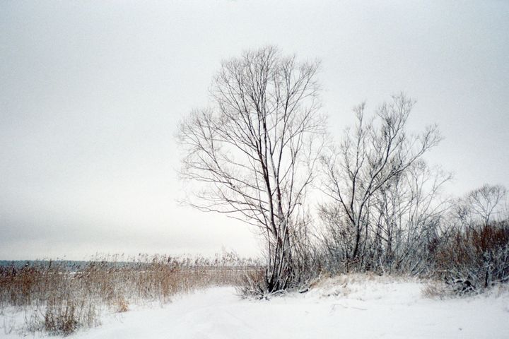 Bushes in winter - Mikhail Druzhinin