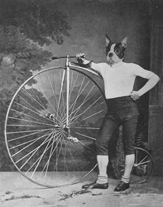 French Bulldog with Bike