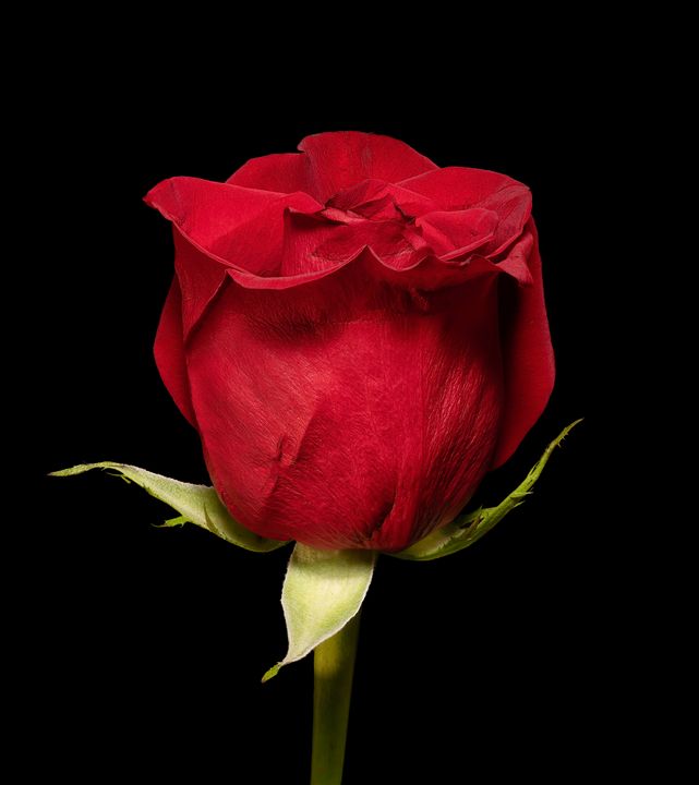 Single Red Rose - Eric's Photos - Photography, Flowers, Plants, & Trees ...