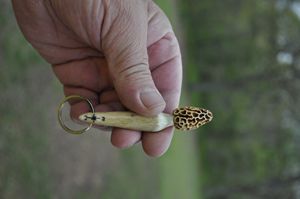 Original hand carved morel mushroom - The englishcarver