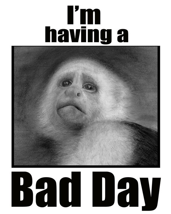 Monkey Meme Photographic Prints for Sale