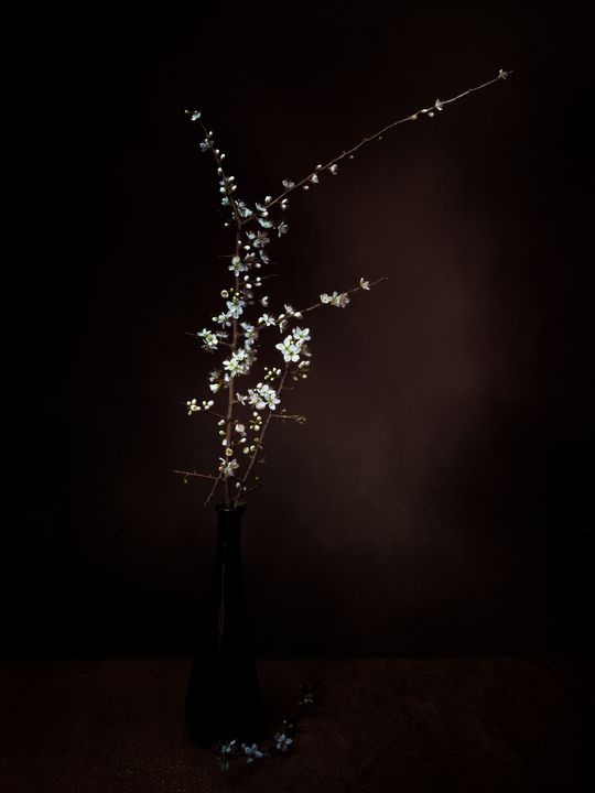 Prunus spinosa, blackthorn aka sloe - Judith Flacke Still Life